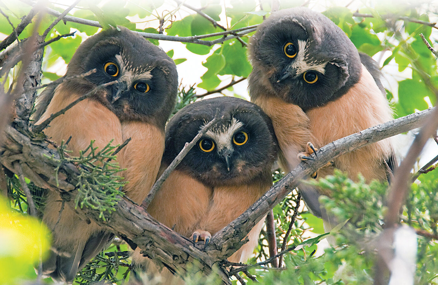 Northern saw-whet owls